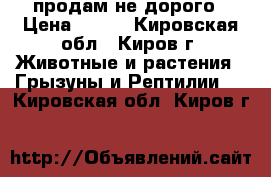 продам не дорого › Цена ­ 100 - Кировская обл., Киров г. Животные и растения » Грызуны и Рептилии   . Кировская обл.,Киров г.